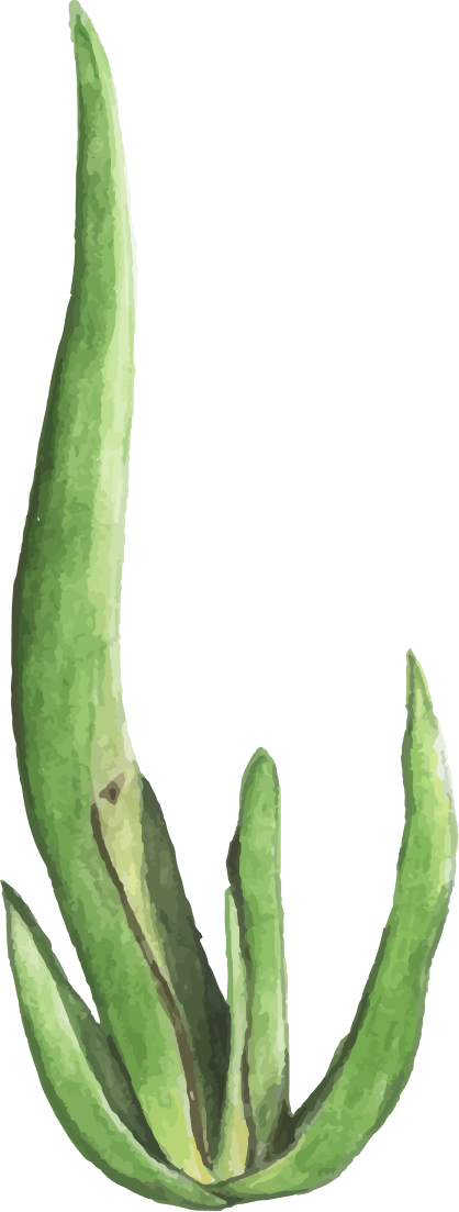 Drmomhand Aloe Vera Yağı